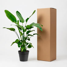 Kamerplant - Strelitzia Nicolai - Pot Ø 24cm Hoogte ↕ 150cm