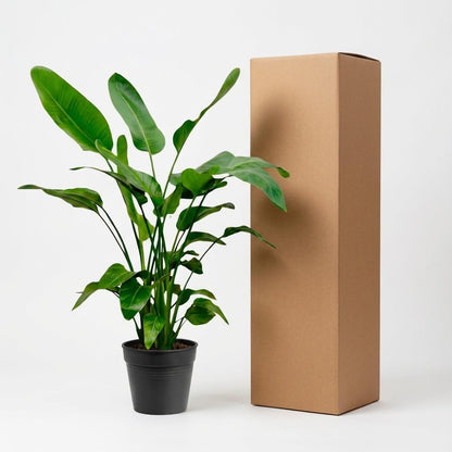 Kamerplant - Strelitzia Nicolai - Hoogte ↕ 35-250cm