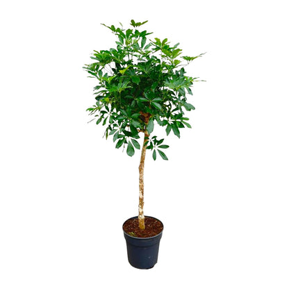 XL Kamerplant - Schefflera op stam - Pot Ø 30cm Hoogte ↕ 170cm
