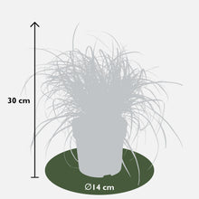 Buitenplant - Uncinia Rubra - Pot Ø 14cm Hoogte ↕ 30cm