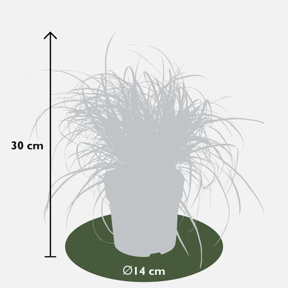 Buitenplant - Uncinia Rubra - Pot Ø 14cm Hoogte ↕ 30cm