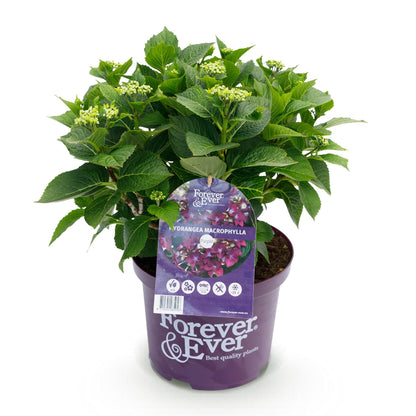 Buitenplant - Hydrangea Forever & Ever Paars - Bloeiend - Pot Ø 23cm Hoogte ↕ 55cm