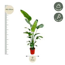 XL Kamerplant - Strelitzia Nicolai - Pot Ø 25-30cm Hoogte ↕ 180-200cm