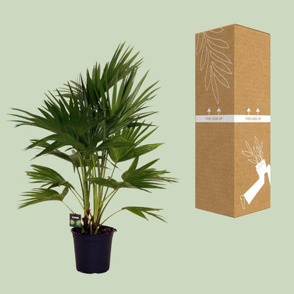 Kamerplant - Livistona Chinensis - Pot Ø 24cm Hoogte ↕ 100cm