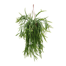 Kamerplant - Lepismium Asuntapatense - Hangplant - Pot Ø 20cm Hoogte ↕ 60cm