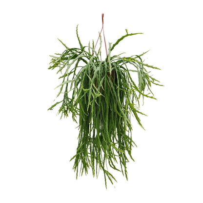Kamerplant - Lepismium Asuntapatense - Hangplant - Pot Ø 20cm Hoogte ↕ 60cm