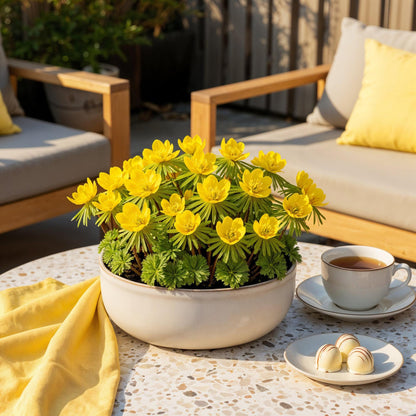 Buitenplant 25x Eranthis Cilicica - Bloembollen Geel - Bolmaat 4/5