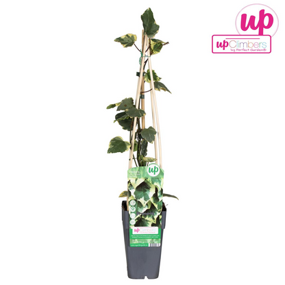 Buitenplant - Hedera colchica 'Dentata Variegata' - Klimplant - Pot Ø 15cm Hoogte ↕ 65cm