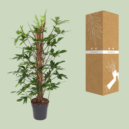 Kamerplant - Philodendron Pedatum - Pot Ø 24cm Hoogte ↕ 120cm