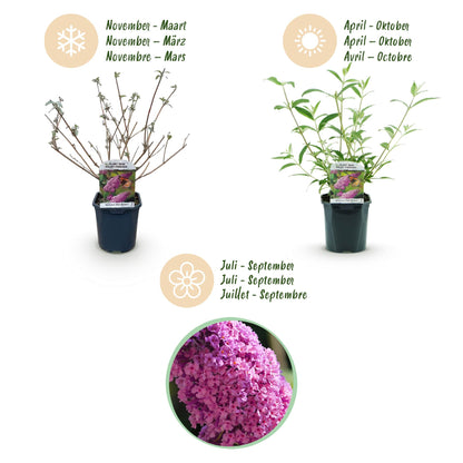 Buitenplant - Buddleja davidii Pink Delight - Vlinderstruik - Bloeiend - Pot Ø 17cm Hoogte ↕ 45cm