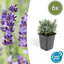 Buitenplant 6x Lavandula 'Hidcote' - Bloeiend - Pot Ø 9cm Hoogte ↕ 10-25cm