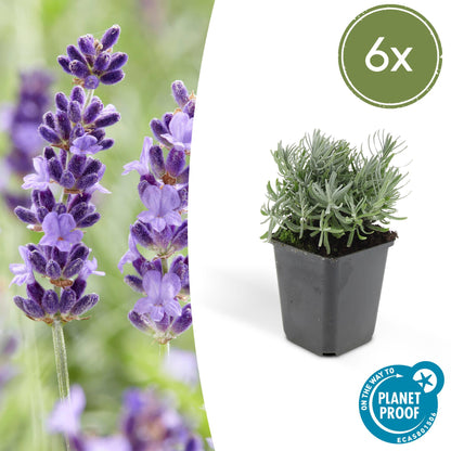 Buitenplant 6x Lavandula 'Hidcote' - Bloeiend - Pot Ø 9cm Hoogte ↕ 10-25cm