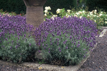 Buitenplant 60x Lavandula ang. 'Dwarf Blue' - Bloeiend - Pot Ø 9cm Hoogte ↕ 10-25cm