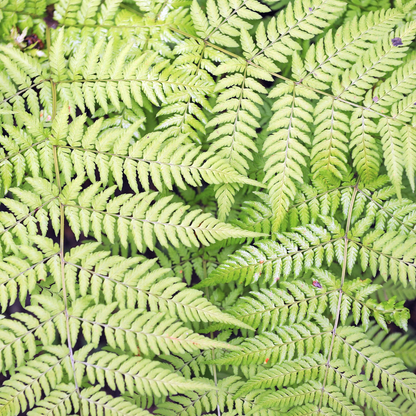 Buitenplant 6x Dryopteris filix-mas - Pot Ø 9cm Hoogte ↕ 10-25cm