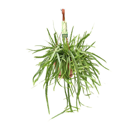 Kamerplant - Lepismium Bolivianum - Pot Ø 17cm Hoogte ↕ 55cm