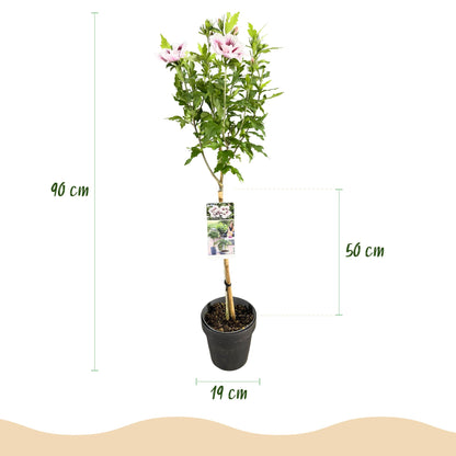 Buitenplant - Hibiscus syriacus Starburst Chiffon® op stam - Winterhard - Bloeiend - Pot Ø 19cm Hoogte ↕ 90cm