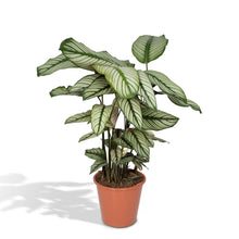 Kamerplant - Calathea Whitestar - Pot Ø 19cm Hoogte ↕ 50cm
