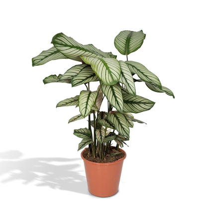 Kamerplant - Calathea Whitestar - Pot Ø 19cm Hoogte ↕ 50cm