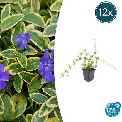 Buitenplant 12x Vinca minor 'Blue and Gold' - Bloeiend - Pot Ø 9cm Hoogte ↕ 10-25cm