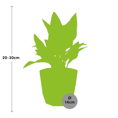 Kamerplant - Aglaonema Maria - Inclusief grijze sierpot - Pot Ø 14cm