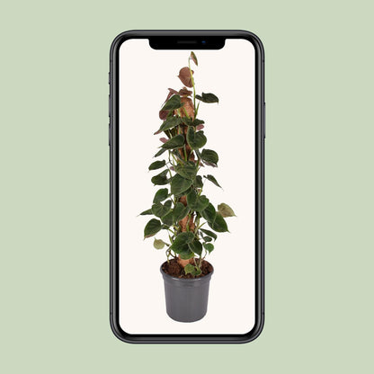 Kamerplant - Philodendron Lupinum Mosstok - Pot Ø 16cm Hoogte ↕ 75cm