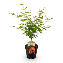 Buitenplant - Acer palmatum Orange Dream - Winterhard - Pot Ø 19cm Hoogte ↕ 70cm