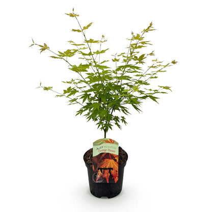 Buitenplant - Acer palmatum Orange Dream - Winterhard - Pot Ø 19cm Hoogte ↕ 70cm