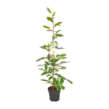 Buitenplant Michelia 'Fairy Magnolia Cream' - Bloeiende Heester - Pot Ø 19cm Hoogte ↕ 70cm