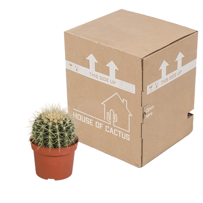 Kamerplant - Echinocactus grusonii - Pot Ø 12cm