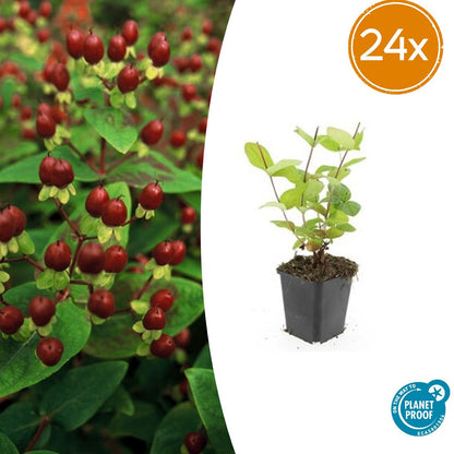 Buitenplant 24x Hypericum inodorum 'Beauty' - Bloeiend - Pot Ø 9cm Hoogte ↕ 10-25cm