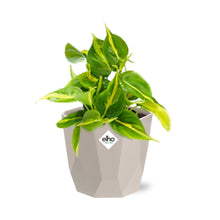 Kamerplant - Philodendron Scandens 'Brasil' - Hangplant - Pot Ø 14cm