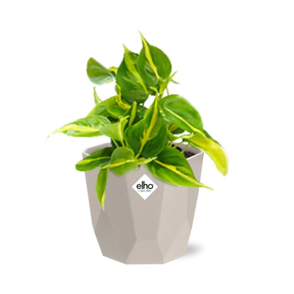 Kamerplant - Philodendron Scandens 'Brasil' - Hangplant - Pot Ø 14cm