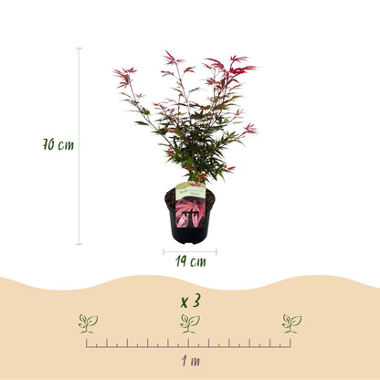 Buitenplant - Acer palmatum Shaina - Winterhard - Pot Ø 19cm Hoogte ↕ 70cm