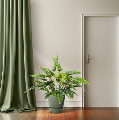 Kamerplant - Philodendron Rambo - Luchtzuiverend - Pot Ø 27cm Hoogte ↕ 65cm