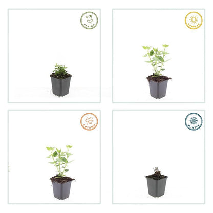 Buitenplant 12x Agastache 'Blue Fortune' - Bloeiend - Pot Ø 9cm Hoogte ↕ 10-25cm