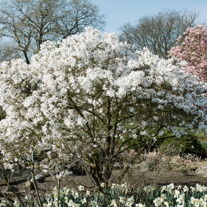 Buitenplant - Magnolia Stellata - Bloeiend - Pot Ø 17cm Hoogte ↕ 45cm