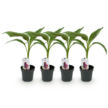 Buitenplant 4x Musa sikkemensis Red Tiger - Winterhard - Pot Ø 12cm Hoogte ↕ 30cm