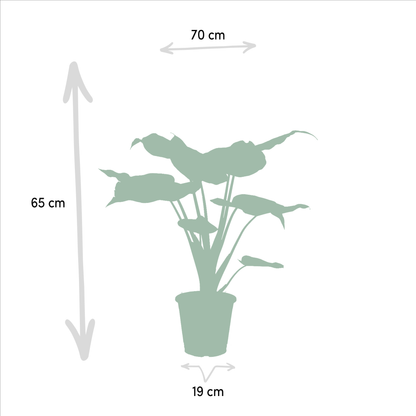 Kamerplant Duo - Alocasia Cucullata + Alocasia Lauterbachiana