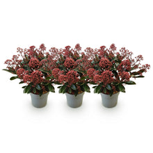 Buitenplant 3x Skimmia japonica Rubella - Bloeiend - Winterhard - Pot Ø 15cm Hoogte ↕ 30cm