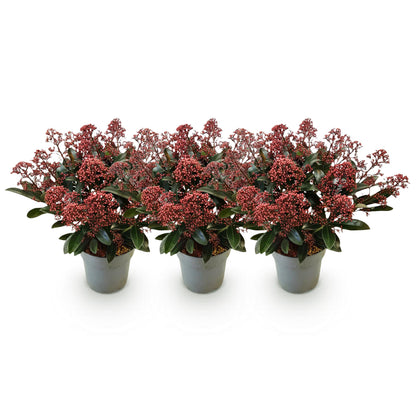 Buitenplant 3x Skimmia japonica Rubella - Bloeiend - Winterhard - Pot Ø 15cm Hoogte ↕ 30cm