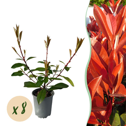 Buitenplant 8x Photinia fraseri Red Robin - Groenblijvend - Pot Ø 9cm Hoogte ↕ 30-35cm