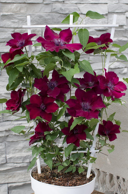 Buitenplant - Clematis Nubia - Bloeiend - Pot Ø 15cm Hoogte ↕ 65cm
