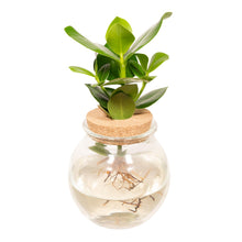 Kamerplant - Clusia in Bolglas met kurk - Pot Ø 12cm Hoogte ↕ 30cm