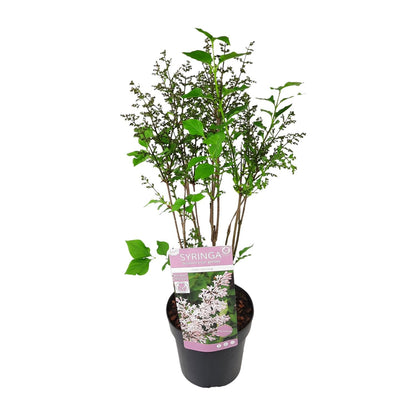 Buitenplant - Syringa patula 'Violet Uprising' - Bloeiend - Pot Ø 19cm Hoogte ↕ 35cm