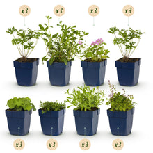 Buitenplant 24x Borderpakket Bodembedekkend - Weinig onderhoud - Pot Ø 11cm Hoogte ↕ 10-25cm