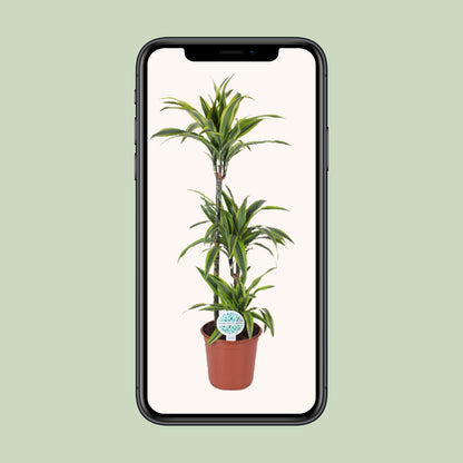 Kamerplant - Dracaena Lemon Lime - Pot Ø 24cm Hoogte ↕ 120cm