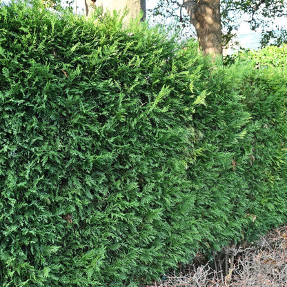 Buitenplant 8x Cupressocyparis leylandii - Groenblijvend - Pot Ø 9cm Hoogte ↕ 35-40cm