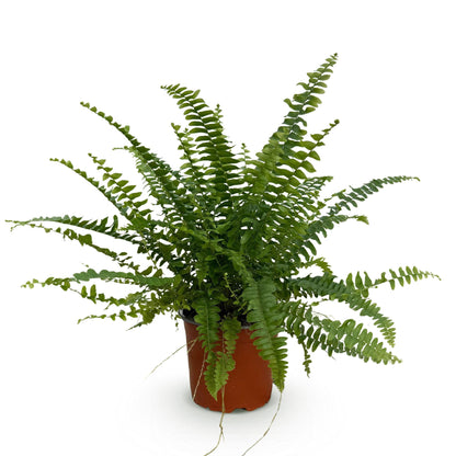 Green boutiQ - Kamerplant - Nephrolepsis exaltata Green Lady - Varen - Huisdiervriendelijke Plant - Groen - 1 Plant - Pot 12cm - Hoogte 25cm