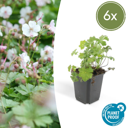 Buitenplant 6x Geranium cant. 'Biokovo' - Bloeiend - Pot Ø 9cm Hoogte ↕ 10-25cm