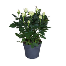 Kamerplant - Rosa wit - Bloeiend - Pot Ø 17cm Hoogte ↕ 45cm
